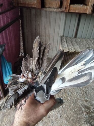 голубые чулки: Продаю молодая голубка — 2