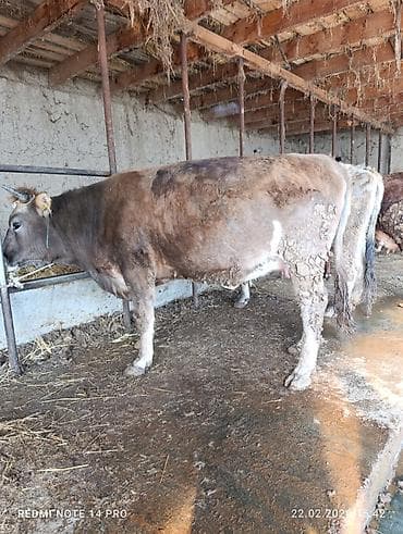 карова швицкая: Продаю | Корова (самка), Тёлка | Швицкая | Для разведения, Для молока | Стельные, Привязанные — 9