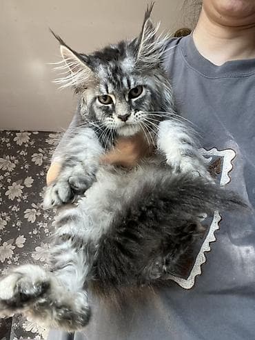 кошка продаётся: Мощные котята Мейн Куна с полным пакетом документов подтверждающие — 7