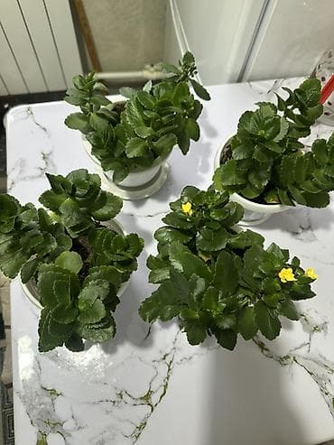 каланхоя: Каланхоэ цена 250 сом за горшок.В горшке по 3-5 ростков.Самовывоз - — 4