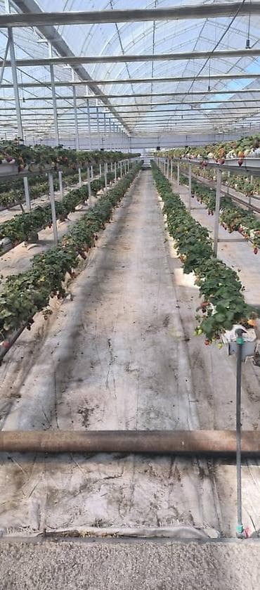 ягоды: Строим теплицы под ключ! 5 поколение теплиц. Под выращивание клубники — 4