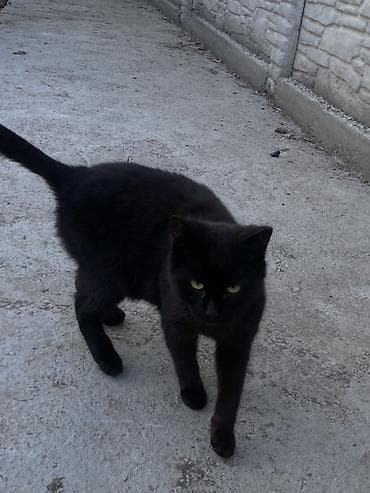 Грызуны: 6 месяцев, Мальчик, Черный — 5