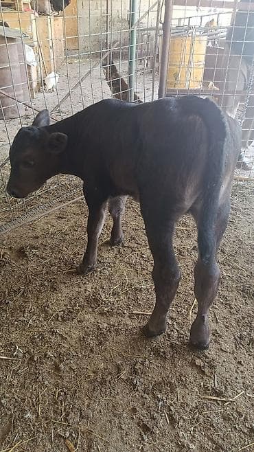 собака доберман: Продаю | Музоо, торпок | На откорм | Искусственник — 3