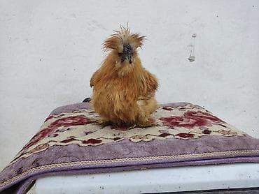 породистые котята бишкек: Продается молодой петушок породы китайский шелковый. писать только на — 2