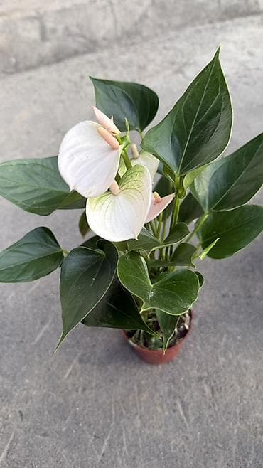 арма цветок: Антуриум (Anthurium) в горшке — эффектное комнатное растение с яркими — 9