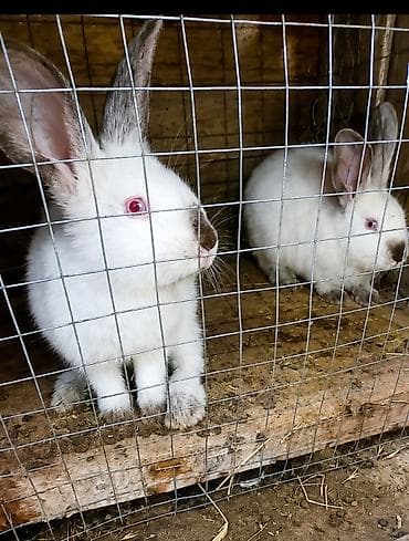 ош ат: Кролик продается Калифорния — 1