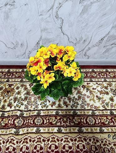 Освещение: Горшечные примулы (Primula) — декоративные комнатные растения с — 9