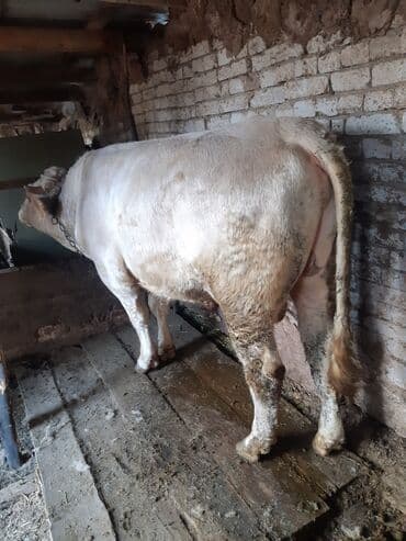 ош жапалак: Продаю | Бык (самец) | Шароле | На откорм | Привязанные — 1