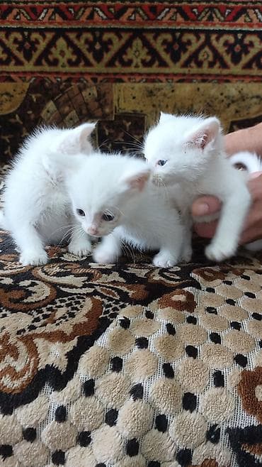 Продажа кошек: Котята домашние - Породы не заявлены. На фото: несколько белоснежных — 2