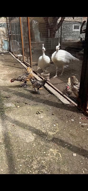 Продаю молодую пару лимонный СИБРАЙТ … — 2