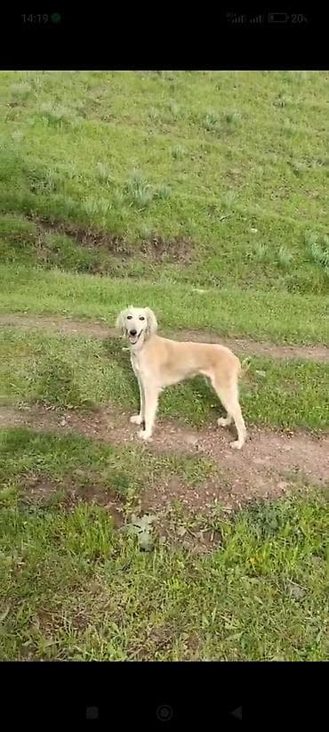 породистая: Тайган, 3 года, Самка — 2