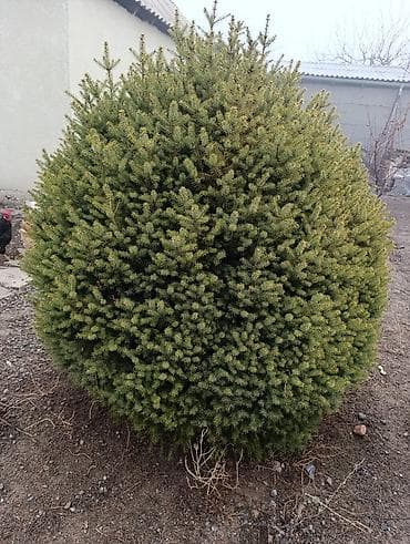 мал караганы: Ель декоративная, шаровидная крона - Порода: ель (вероятно — 1