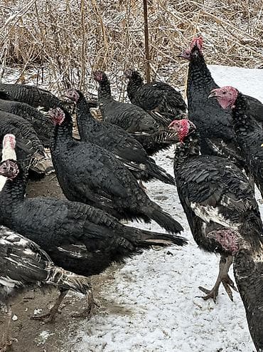 кыргыз довот ит: Черный принц — 1