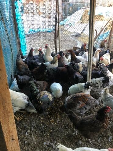 кролик декоративный: Продаю | Куры | Домашняя | Для разведения — 3