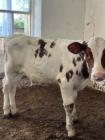 косим кукурузу: Продаю | Музоо, торпок | На откорм — 3