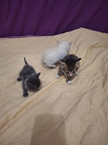 Отдам даром кошку: 2 месяца, Девочка — 4