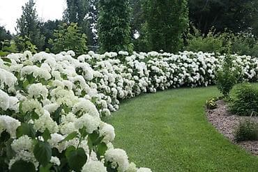 работу охраника: Живая изгородь из цветущих кустарников. Саженцы выращенные в — 2