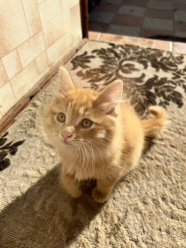 скотный рынок токмок: Кошка даром: Беспородная, 3 месяца, Мальчик — 1