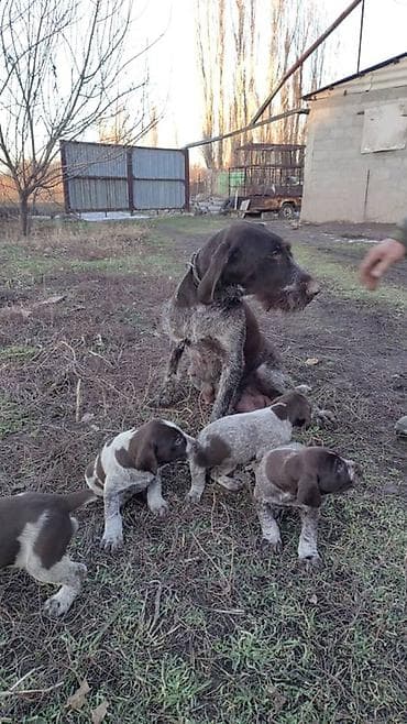 Собаки: Щенки жесткошерстной легавой (дратхаар) - Окрас: коричнево-пегий — 3