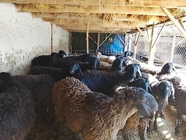 египетская кошка: Продаю | Овца (самка) | Для разведения | Матка — 1