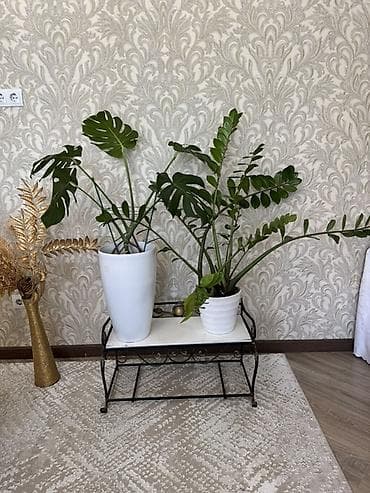 цветы комнотные: Комнатные растения в горшках Варианты из коллекции: - Фикус эластика — 8