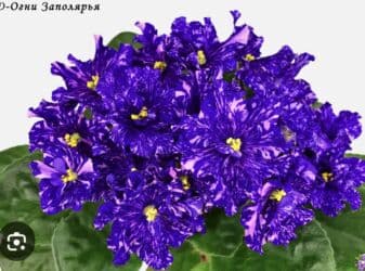 мебельный лист: Продаю фиалки! Срезанный лист 30 сом! Коллекция из 35сортов продам — 2