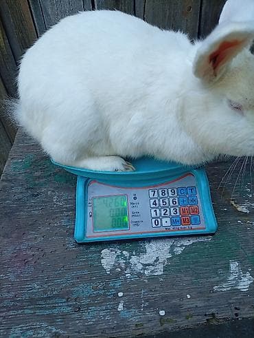 кошка манчкин: Продаю | Крольчата | Для разведения — 10