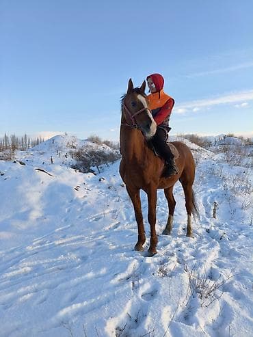 жорго жылкы: Сатам | Жылкы (эркек) | Аргын | Ат спорту — 2