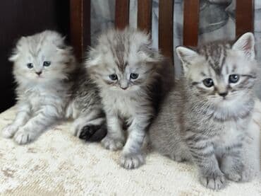 шотланские котята: Скотиш Фолд (Шотландская вислоухая), 1 месяц, Девочка, Серебристая шиншилла, Приучена к лотку, С документами — 5