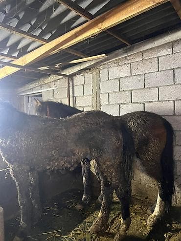 Иттер: Сатам | Байтал — 2