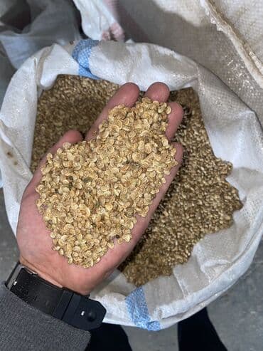 кукуруза пшеница: Эспарцет. Высший сорт!!! — 2