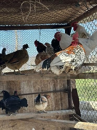 продаю животных: Продаю | Куры | Для разведения — 7