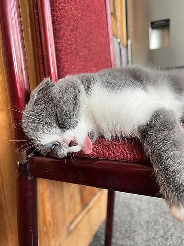 оптом картошка алам: Окрас: пепельно белая— очень густая, плюшевая шерстка, которую хочется — 5