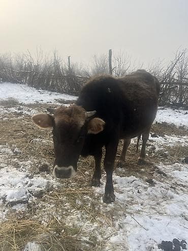Услуги ветеринара: Продаю | Корова (самка) | Швицкая | Для молока | После отела, Искусственник — 5