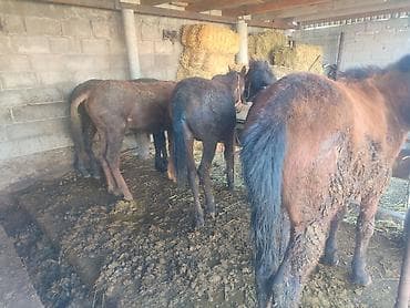 утки с утятами: Продаю | Жеребенок | Полукровка — 3