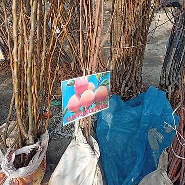 разведение рыб: Саженцы плодовых культур — ассортимент сортов Предлагаются саженцы — 9