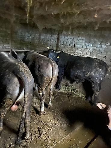 кукуруза семина: Продаю | Бык (самец) | Полукровка | На откорм | Привязанные — 5