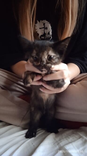 египетская кошка 2021 оригинал: Котята в добрые и ответственые руки. Кушают все и китекет тоже. Кашку — 12