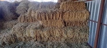 Саман около 100 штукпо 170 сом.г Кант