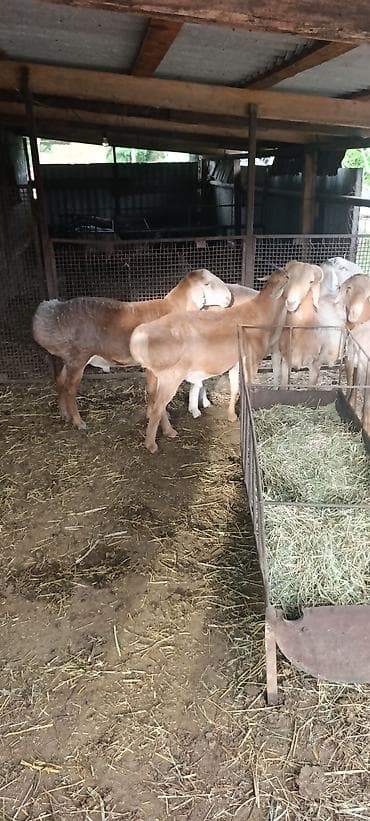 пони животное: Продаю | Баран (самец) | На забой, Для разведения — 8