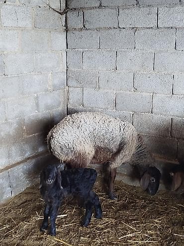 хара: Сатам | Ургаачы кой (ургаачы) | Көбөйтүү үчүн | Ургаачы — 4