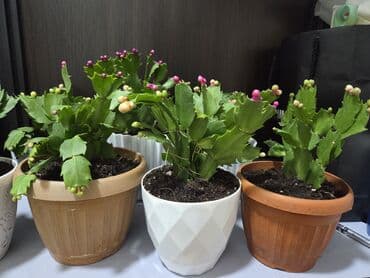 стеллаж для фруктов: Комнатное растение в кашпо - Вид: декоративный куст с одеревеневшим — 11