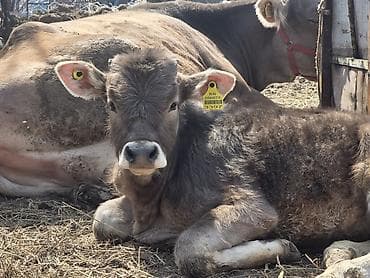 ат така: Продаю | Музоо, торпок | Швицкая | Для разведения — 2