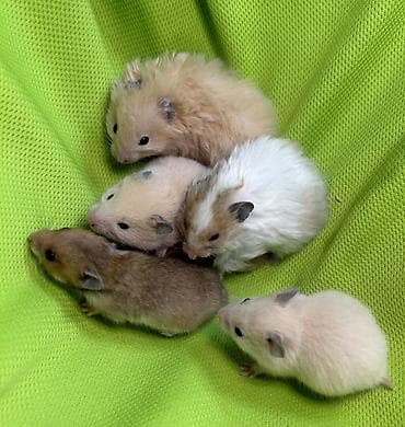 бамбуковые мыши: Продаются хомячки джунгарские, сирийские, ангорские пушистые хомячки — 10