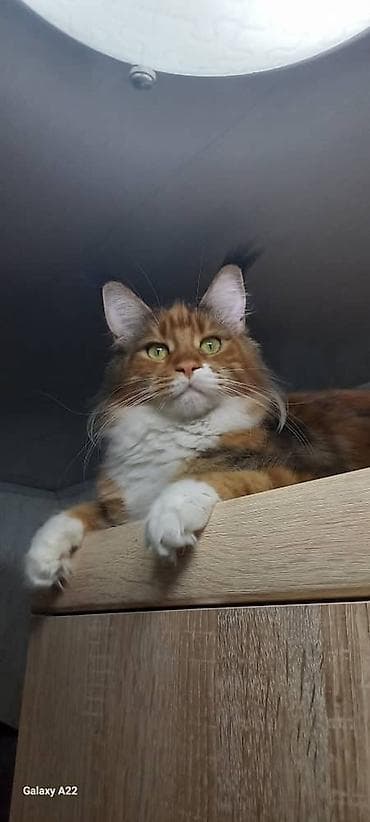 кошка мейкун: 🐾🐈Предлагаются к ранней брони очаровательные котята мейн-кун — 10
