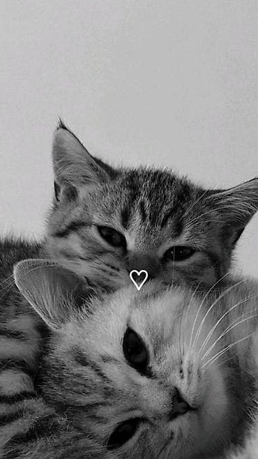 Ищу котят в добрые руки. Готова подарить заботу и любовь 🐱 Рассмотрю