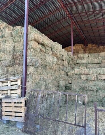 цена шотландских вислоухих котят: Сено в тюках (квадратные кипы). - Заготовка в стоге под крышей, сухое — 1