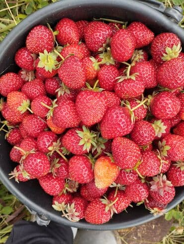 семена помидоры: Рассада садовой земляники (клубники) - Сорта с крупными — 5