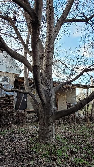 орехи греческие: Орех (грецкий) — взрослое плодовое дерево цена договорная - Порода — 3