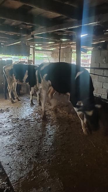 вызов ветеринара на дом бишкек: Продаю | Тёлка | Голштин | Для разведения | Племенные — 6